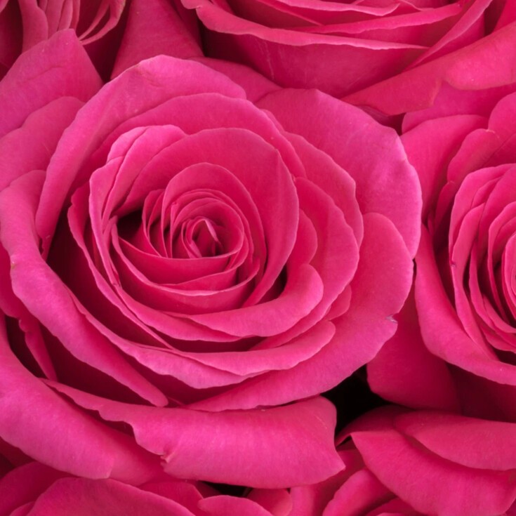 Close-up of luxurious Pink Floyd roses in hot pink.