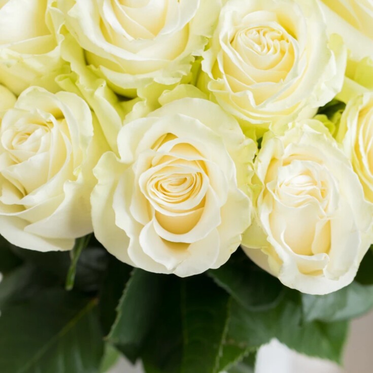 Close-up of 36 White Mondial roses.