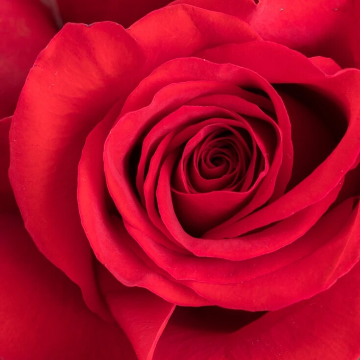 Close-up of a premium red Freedom rose from the 100-stem Grand Amour bouquet.