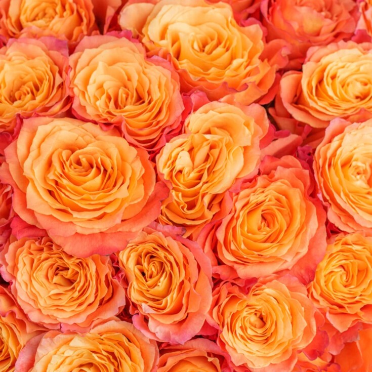 Choose from many varieties of roses, peonies, tulips and other gorgeous flowers, available for you today in Bronx!