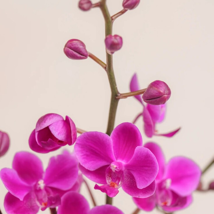 Roses, Peonies, Tulips, Orchids and all other flowers available in Miami.
