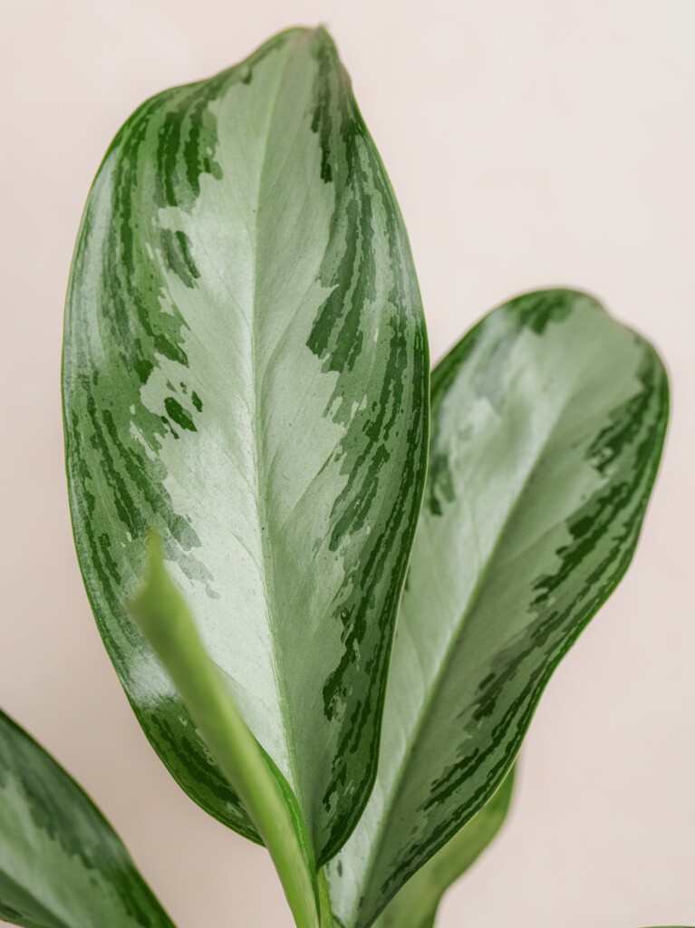 Aglaonema Plant