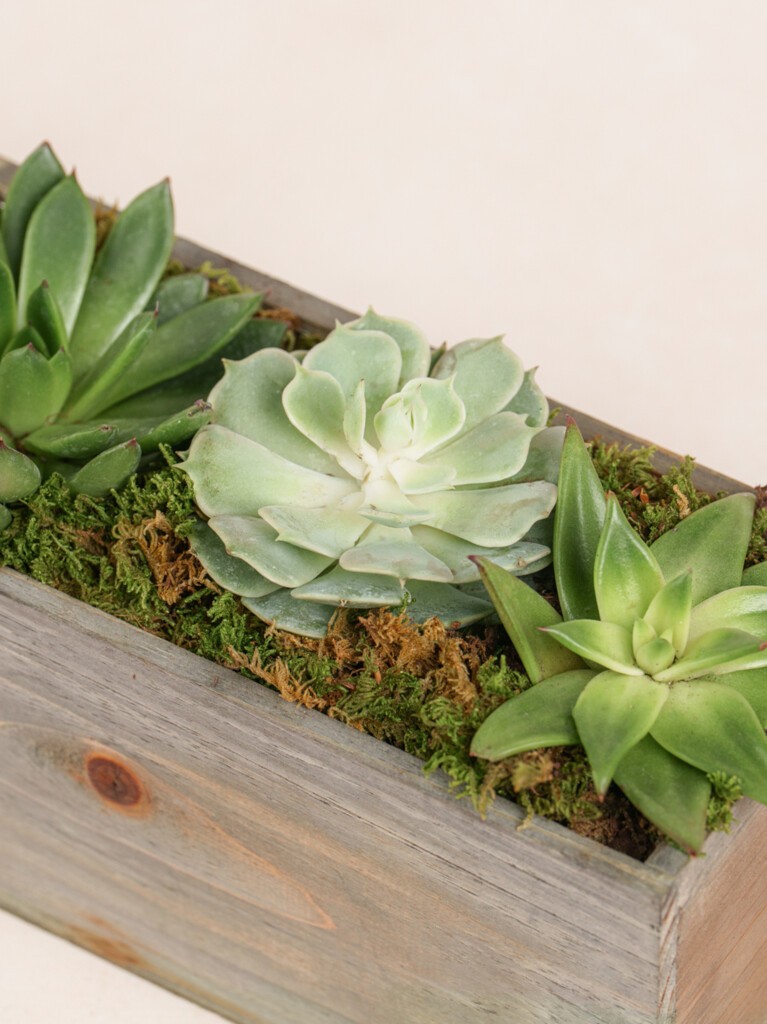 Mini Succulent Collection (Wood)
