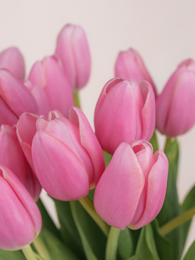 Danielle Pink Tulips