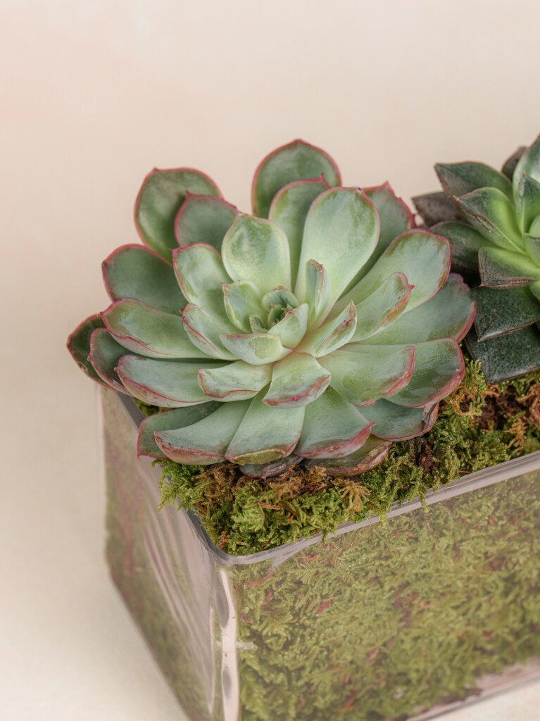 Mini Succulent Collection (Glass)