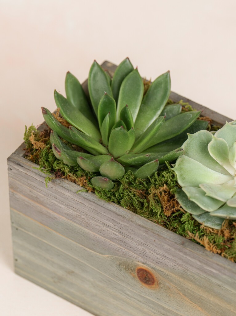 Mini Succulent Collection (Wood)