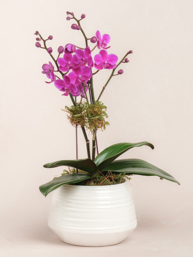 Magenta Orchid
