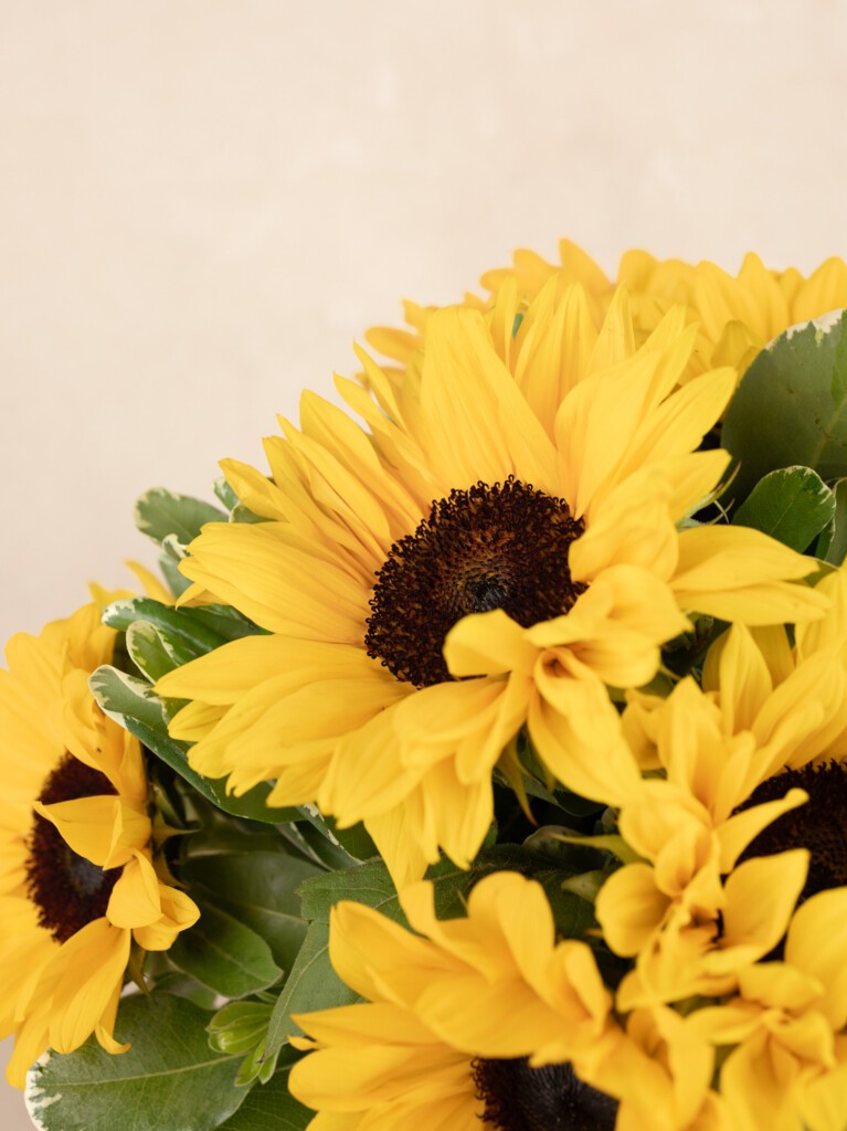 A lively close-up of sunflower petals unfurling in full bloom, capturing their radiant golden hues and deep brown centers framed by crisp green foliage.