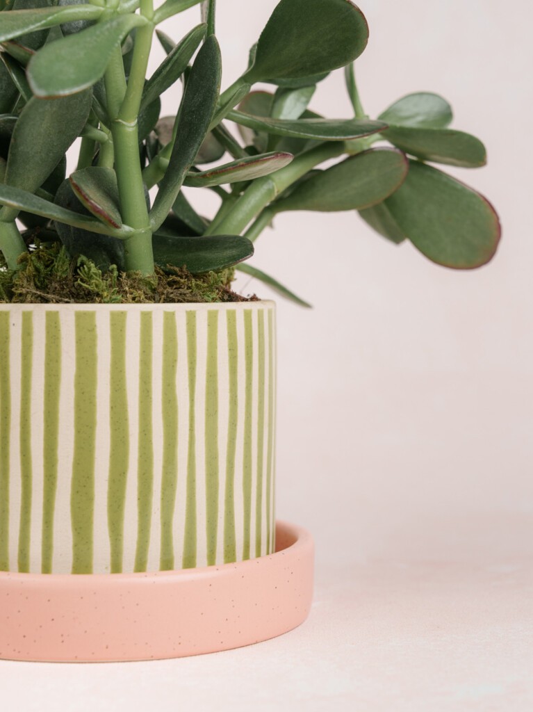 Jade Plant