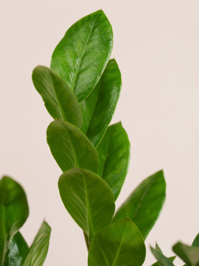 ZZ Plant