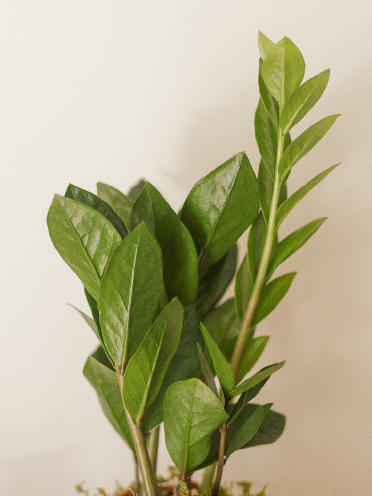 ZZ Plant