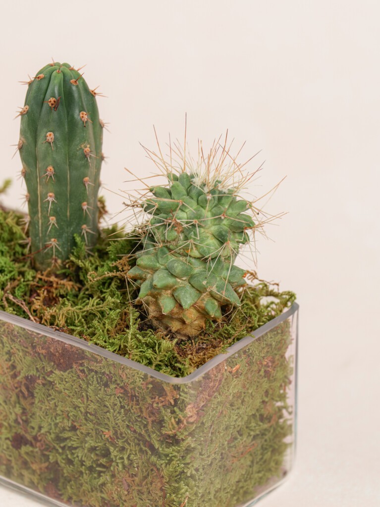Mini Cacti Collection