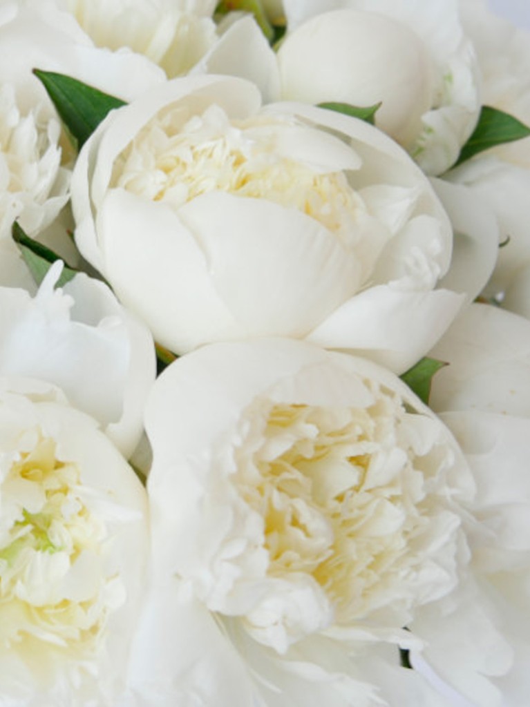 Intimate view of white peony blooms revealing plush layers of silky petals and soft ivory centers, highlighting the timeless charm of a 15-stem bouquet.