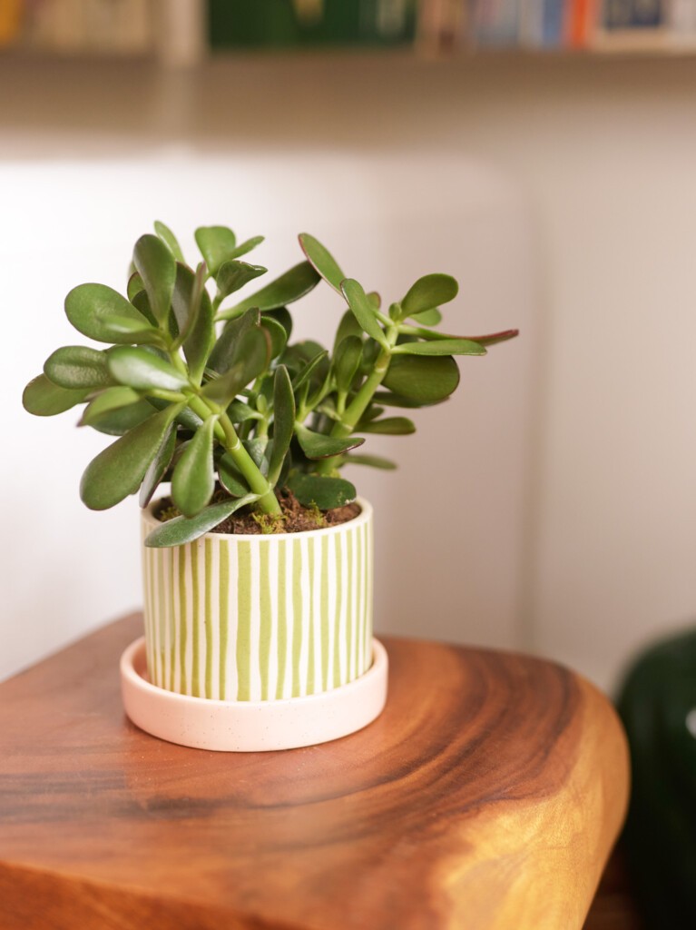 Jade Plant